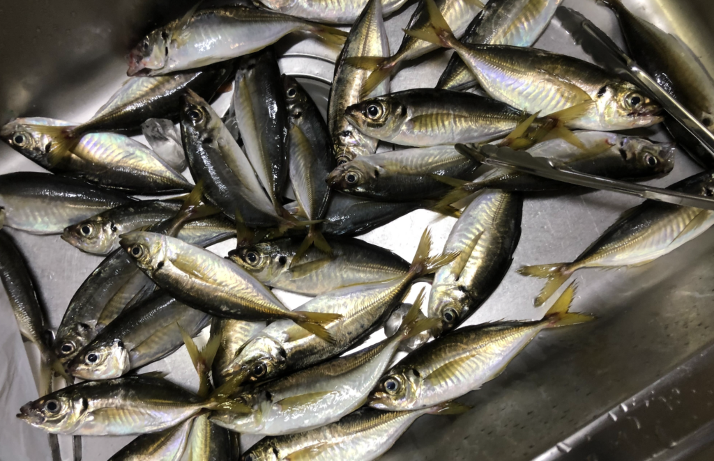 アジ釣り